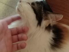 -猫咖时代(中山亭店)