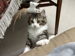-小猫来了·猫舍(红山六九七九店)