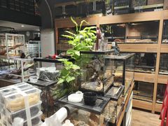 -酷以爬仙阁实体爬宠店·守宫·蜥蜴·专业繁育