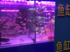 -花鸟鱼虫鲜花绿植市场(玉泉路店)