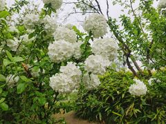 -杭州植物园