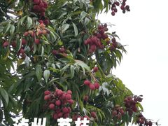 -张坝桂圆林公园
