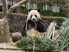 -都江堰中华大熊猫苑