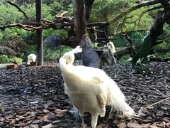 -熊猫自助餐厅.萌趣城堡(长隆熊猫酒店)