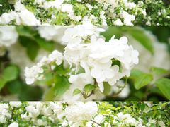 -上海滨江森林公园