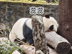 -都江堰中华大熊猫苑
