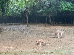 -广州长隆野生动物世界