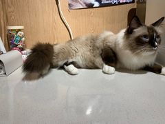 -MOCHA明星猫咖(田子坊店)