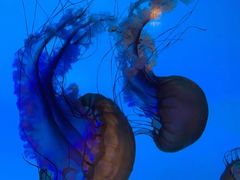 -太平洋海底世界