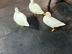 -小小饭店·休闲农庄·安吉松树林里的农家菜