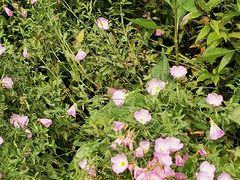 -昆山城市生态森林公园