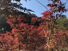 -广州市帽峰山景区