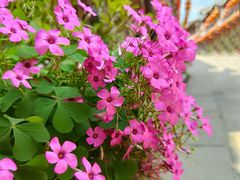 -海窝子古镇