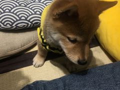 -逗柴咖啡屋·狗咖猫咖宠物桌游