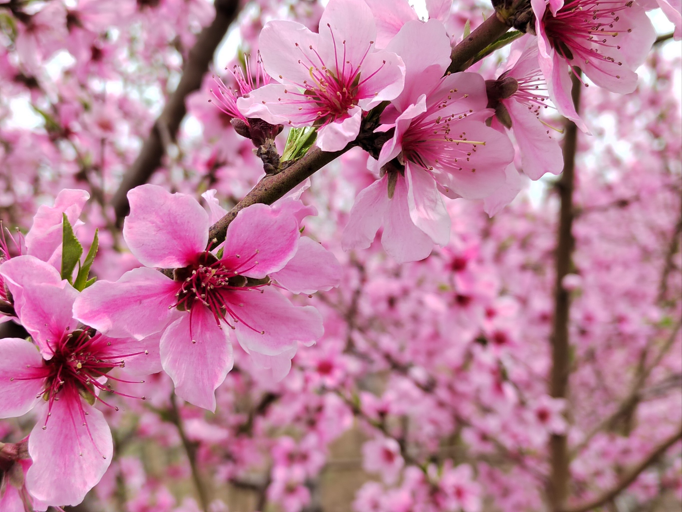 春日桃花盛开的美景