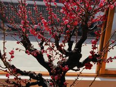-无锡梅园公园