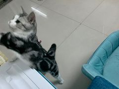 -lincat·猫舍(广州店)
