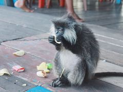 -洞里萨湖