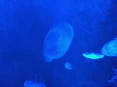 -暹罗海洋世界