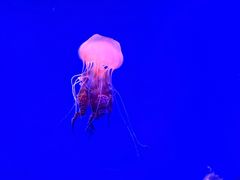 -海合安武汉极地海洋公园