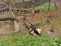 -都江堰中华大熊猫苑