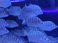 -上和臻品中国菜(花园街店)