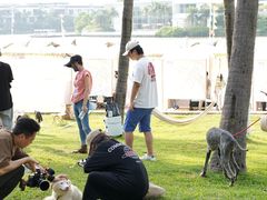 -欢乐海岸椰林沙滩-2025湾区超级灯会