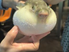 -肆月河豚·淮扬菜·湘菜(华天店)