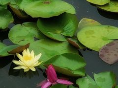 -莲花池公园