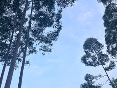 -桉树林A coffee 森林餐厅(三圣乡店)