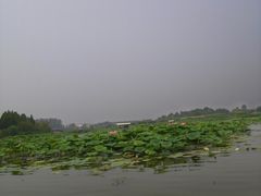 -白洋淀景区