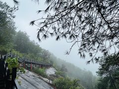 -铁山坪森林公园