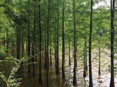 -三水森林公园