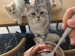 -平行世界·猫咖(首经贸店)