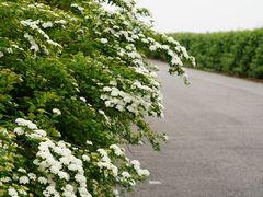 -上海滨江森林公园