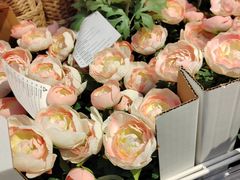 -宜家家居(四元桥商场店)