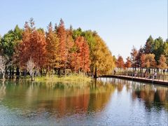 -贡湖湾湿地公园
