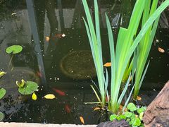 -谷咖啡·鲜花绿植花园餐厅