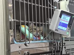 -半岛宠物医院24小时(科华中路店)