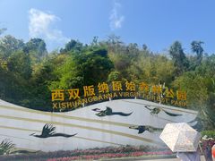 -西双版纳原始森林公园