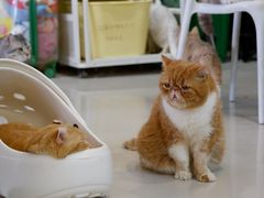 -平行世界·猫咖(首经贸店)