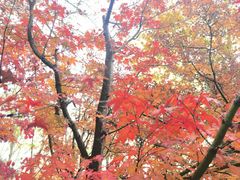 -悉尼蓝山三姐妹峰