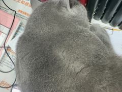 -全心全意连锁动物医院·微创中心·内科急重症·心脏专科(丰管路店)