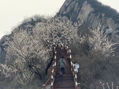 -大岭沟猕猴桃谷风景区