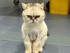 -瑞鹏宠物医院·爱宠堂·骨外专科(西荷分院)