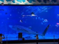 -烟台海昌鲸鲨海洋公园