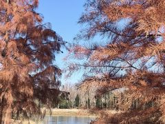 -上海海湾国家森林公园