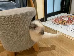 -滚猫咖啡·猫咖·猫友好撸猫(未来城店)