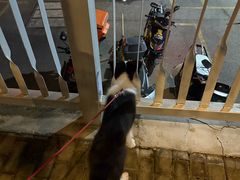 -翊宠yipet猫狗购宠庄园犬舍•猫舍