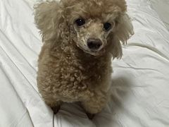 -派美特宠物医院·核磁CT·骨科肿瘤·疑难转诊(沈农禾丰店)